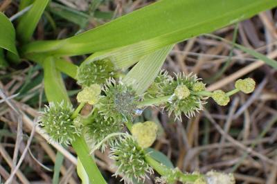 <i>Sparganium erectum</i>