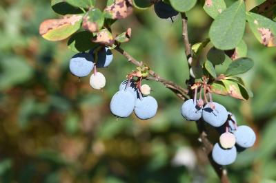 <i>Vaccinium uliginosum</i>