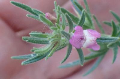 <i>Misopates orontium</i>