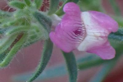 <i>Misopates orontium</i>