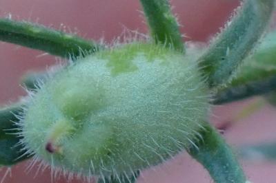 <i>Misopates orontium</i>