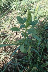 <i>Amaranthus hybridus</i>