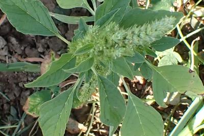 <i>Amaranthus hybridus</i>