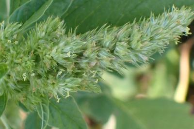 <i>Amaranthus hybridus</i>
