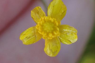 <i>Ranunculus flammula</i>