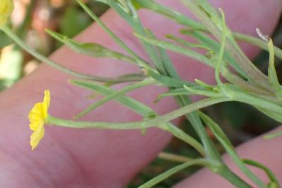 <i>Ranunculus flammula</i>