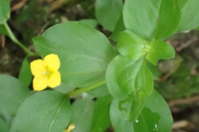 <i>Lysimachia nemorum</i>