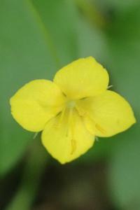 <i>Lysimachia nemorum</i>