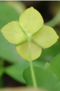 <i>Lysimachia nemorum</i>