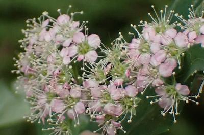 <i>Spiraea</i>