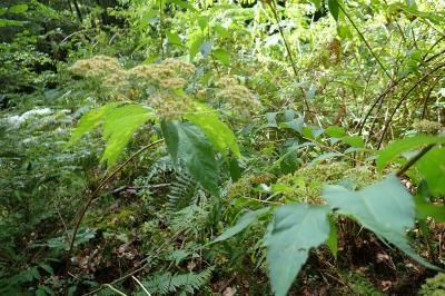 <i>Spiraea</i>