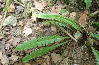 <i>Struthiopteris spicant</i>