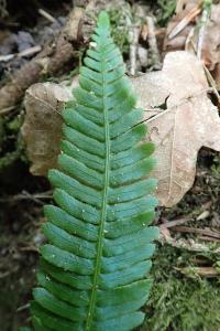 <i>Struthiopteris spicant</i>