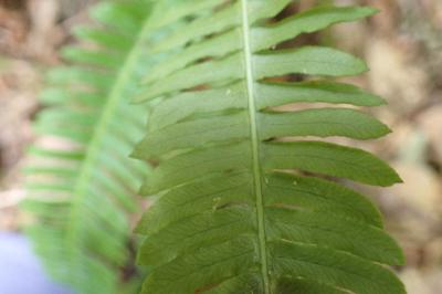 <i>Struthiopteris spicant</i>