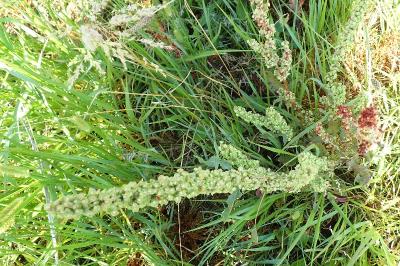 <i>Rumex crispus</i>