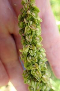 <i>Rumex crispus</i>