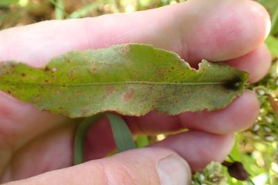 <i>Rumex crispus</i>