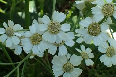 <i>Achillea ptarmica</i>