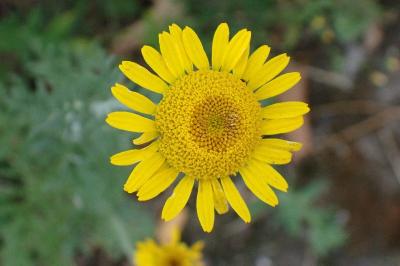 <i>Cota tinctoria</i>