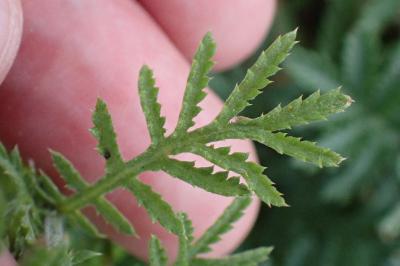 <i>Cota tinctoria</i>