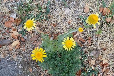 <i>Cota tinctoria</i>