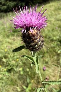 <i>Centaurea nigra</i>