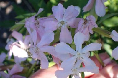 <i>Saponaria officinalis</i>