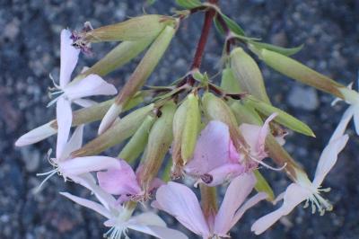 <i>Saponaria officinalis</i>
