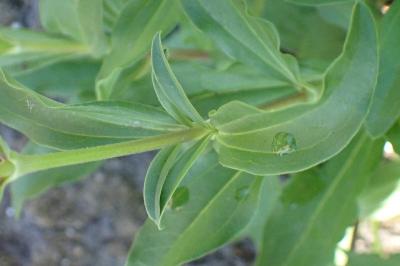 <i>Saponaria officinalis</i>