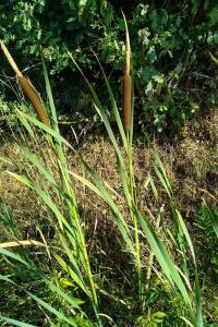 <i>Typha latifolia</i>