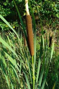 <i>Typha latifolia</i>