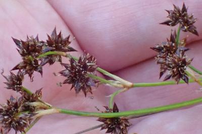 <i>Juncus acutiflorus</i>