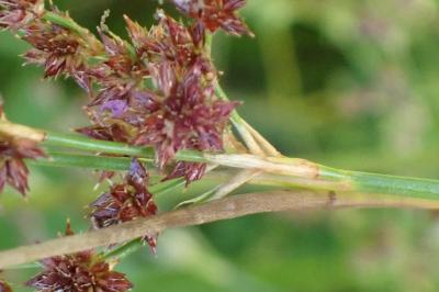 <i>Juncus acutiflorus</i>