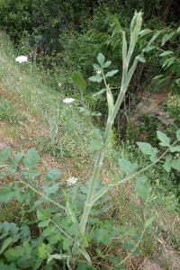 <i>Pastinaca sativa</i>