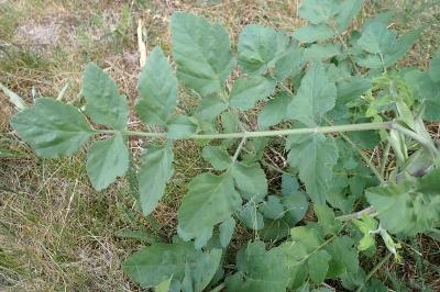 <i>Pastinaca sativa</i>