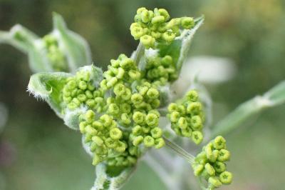 <i>Pastinaca sativa</i>