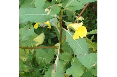 <i>Impatiens noli-tangere</i>