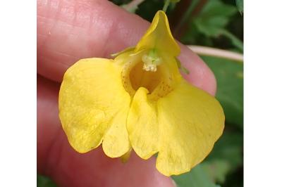 <i>Impatiens noli-tangere</i>