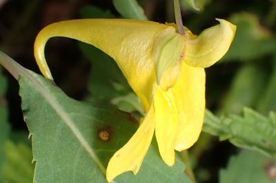 <i>Impatiens noli-tangere</i>