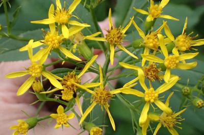 <i>Senecio ovatus</i>