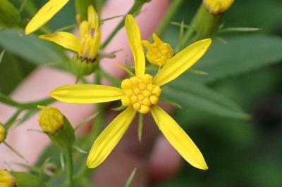 <i>Senecio ovatus</i>
