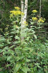 <i>Senecio ovatus</i>