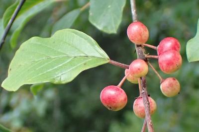 <i>Frangula alnus</i>