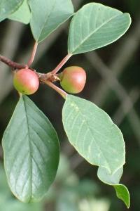 <i>Frangula alnus</i>