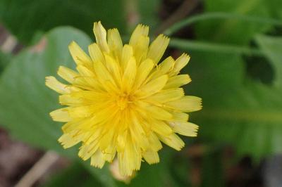 <i>Scorzoneroides autumnalis</i>