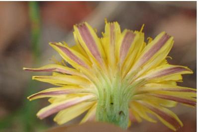 <i>Scorzoneroides autumnalis</i>