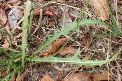 <i>Scorzoneroides autumnalis</i>