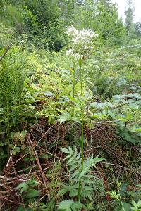 <i>Valeriana officinalis</i>