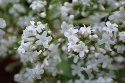 <i>Valeriana officinalis</i>