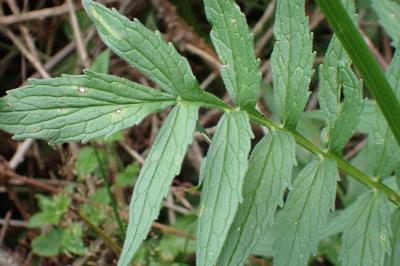 <i>Valeriana officinalis</i>